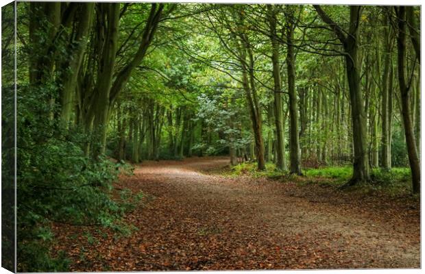 Bacton Woods Canvas Print by Laura Rayner