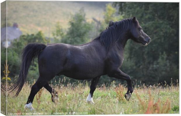 Welsh mountain pony stallion  Canvas Print by Ruth Williams