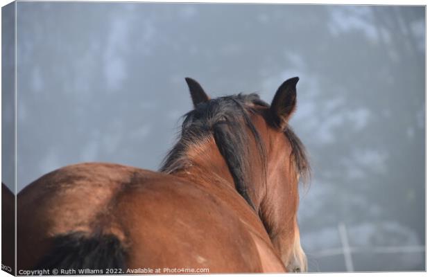 A Bay horse in the mist Canvas Print by Ruth Williams