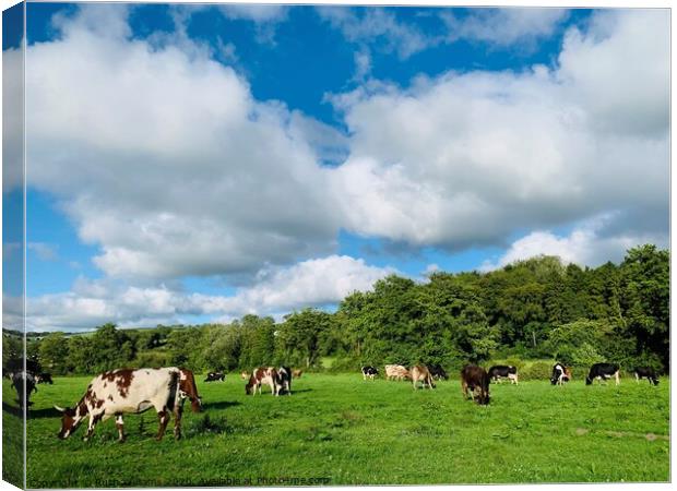 Cows happily grazing  Canvas Print by Ruth Williams
