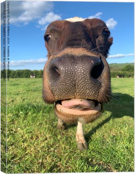 A close up of a nosey Cow Canvas Print by Ruth Williams