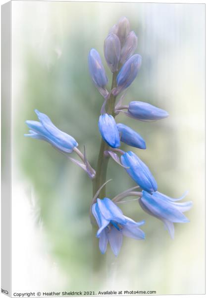 Bluebells in Spring Canvas Print by Heather Sheldrick