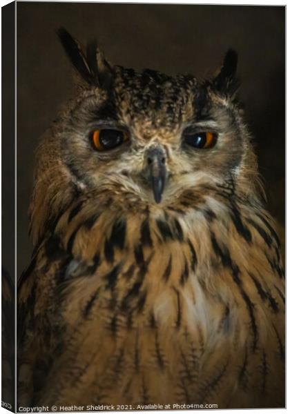 Long-eared Owl, UK Canvas Print by Heather Sheldrick