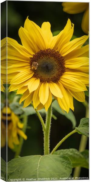 Plant flower Canvas Print by Heather Sheldrick