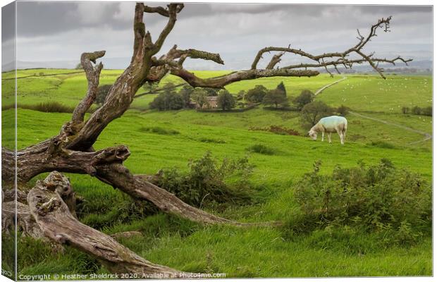 Skeleton of  tree with lone sheep on moorland hill Canvas Print by Heather Sheldrick