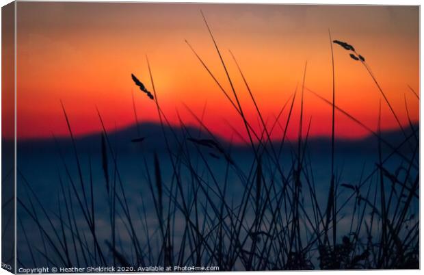 Wild grasses on Shell Island overlooking Bae Cered Canvas Print by Heather Sheldrick