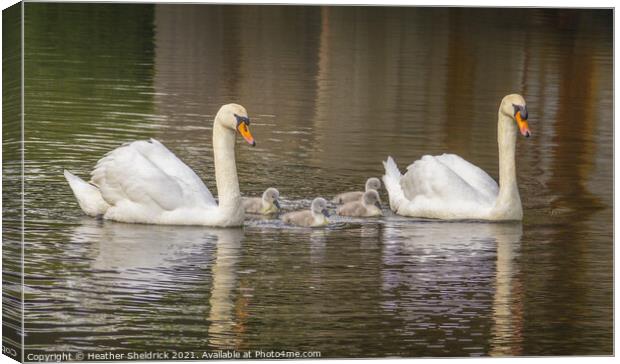 Swan Family Canvas Print by Heather Sheldrick