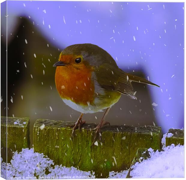 Robin Redbreast and Snowflakes Canvas Print by Heather Sheldrick