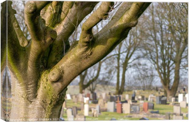 Cemetery with tree Canvas Print by Heather Sheldrick