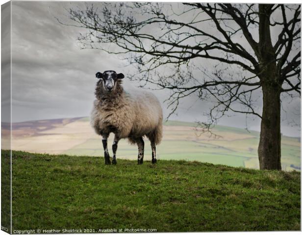 Lone Blackface sheep on hillside Canvas Print by Heather Sheldrick