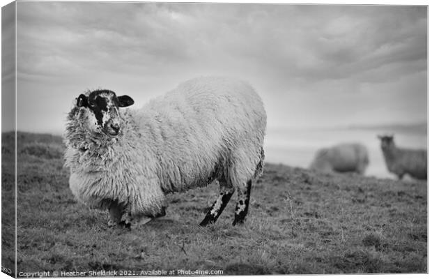 Blackface sheep kneeling on hillside Canvas Print by Heather Sheldrick