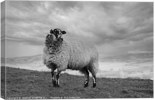 Lone Blackface sheep standing on hillside mono Canvas Print by Heather Sheldrick
