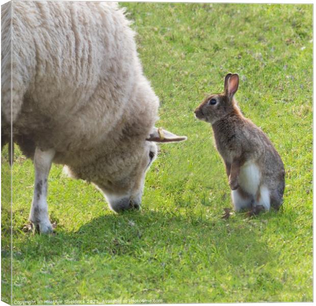Sheep and rabbit pals Canvas Print by Heather Sheldrick