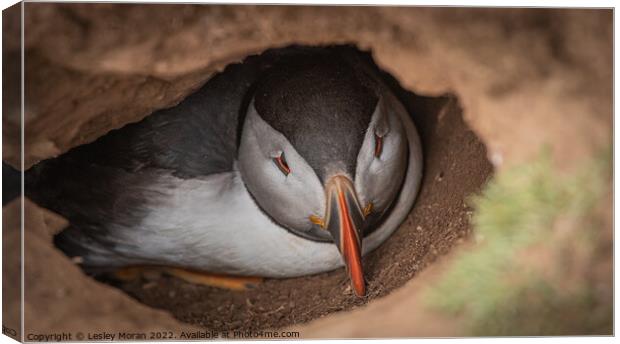Puffin in the Burrow Canvas Print by Lesley Moran