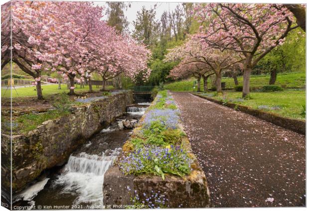 Cherry Blossom Riverside, Mill Glen, Tillicoutry Canvas Print by Ken Hunter