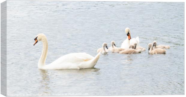 Mute Swans with Young In High-key Image Canvas Print by Ken Hunter