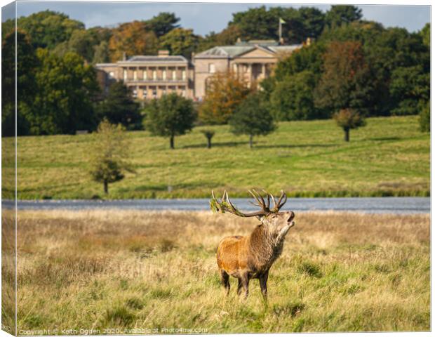 Tatton Stag Canvas Print by Keith Ogden