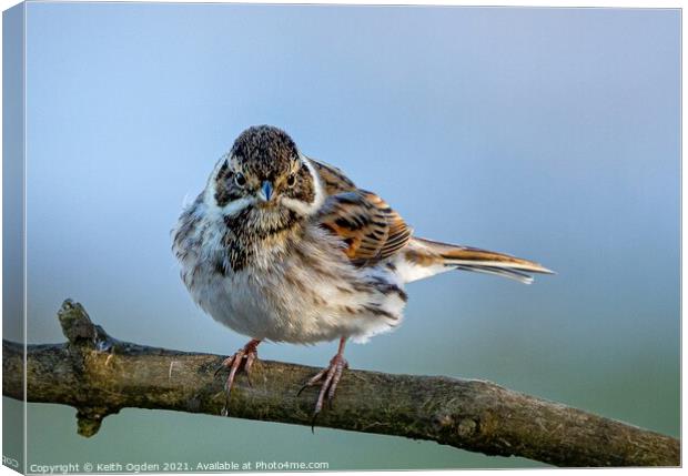Reed Bunting  Canvas Print by Keith Ogden