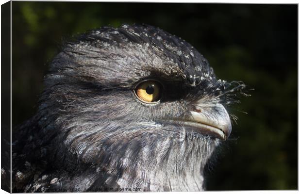 Tawny Frogmouth Canvas Print by Paddy Art
