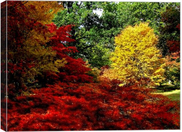 Autumn Acers in Westonbirt Canvas Print by Paddy Art