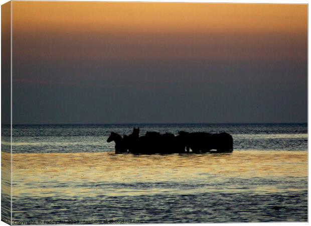 Crofty Ponies at High Tide Canvas Print by Paddy Art