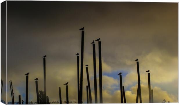 Gulls before the Storm Canvas Print by Paddy Art