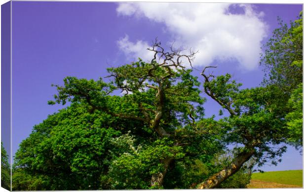 The Sessile Oak Canvas Print by Paddy Art