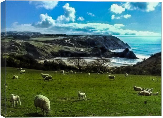 Sheep Above Three Cliffs Bay - Gower Canvas Print by Paddy Art