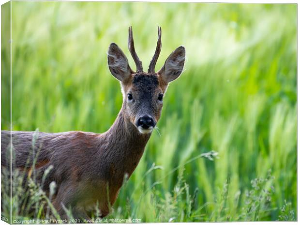 A deer standing on a lush green field Canvas Print by Paul Tyzack
