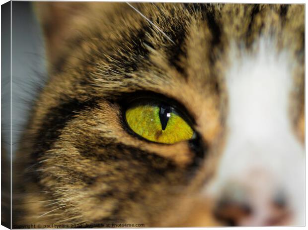 catseye Canvas Print by Paul Tyzack