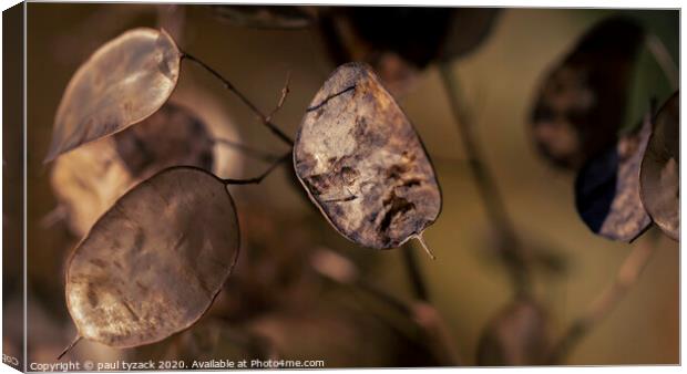 Seed pods Canvas Print by Paul Tyzack