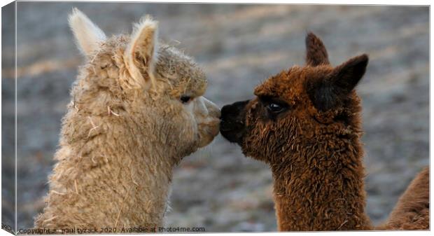 Alpacas Kissing Canvas Print by Paul Tyzack