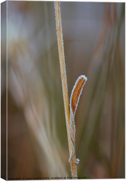 Reed Canvas Print by Paul Tyzack