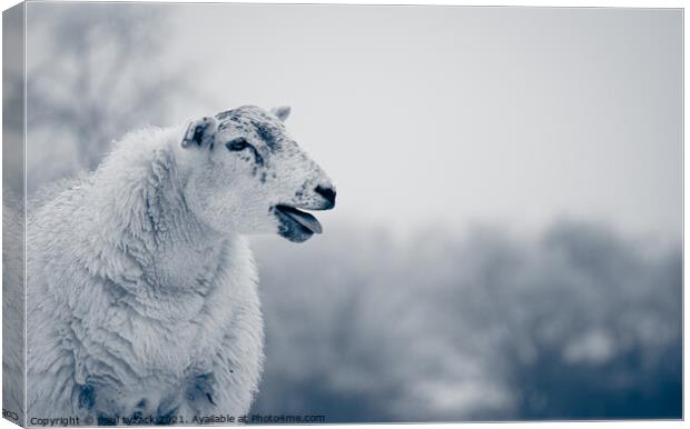 Sheep Canvas Print by Paul Tyzack
