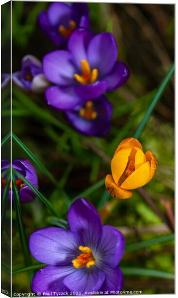 Blue and Yellow Crocus Canvas Print by Paul Tyzack
