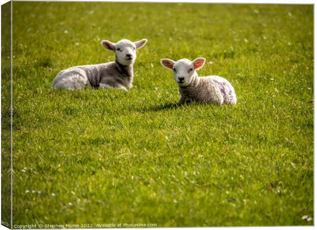 Two spring lambs laying down  Canvas Print by Stephen Munn
