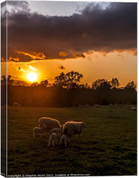 Sunset Sheep and lambs Canvas Print by Stephen Munn