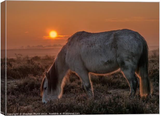 New Forest Pony at Dawn Canvas Print by Stephen Munn
