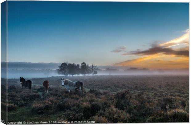 Horses at Dawn, New Forest National Park Canvas Print by Stephen Munn