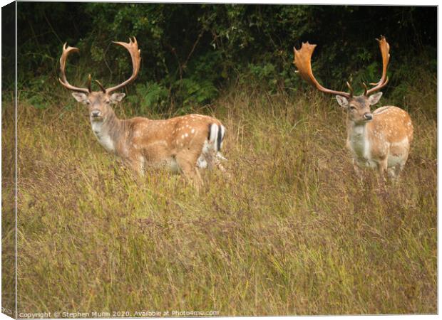 Sika Stags New Forest National Park Canvas Print by Stephen Munn