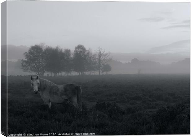 Dapple grey Pony in the early morning mist, New Forest National Park Canvas Print by Stephen Munn