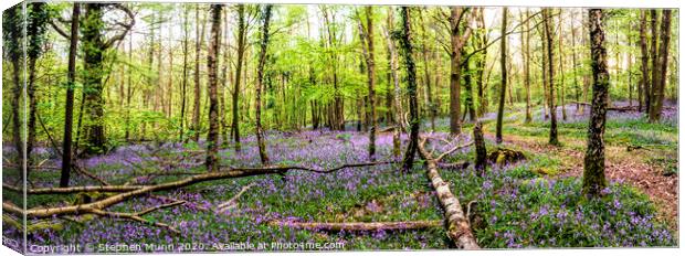 Bluebell Wood, New Forest National Park Canvas Print by Stephen Munn