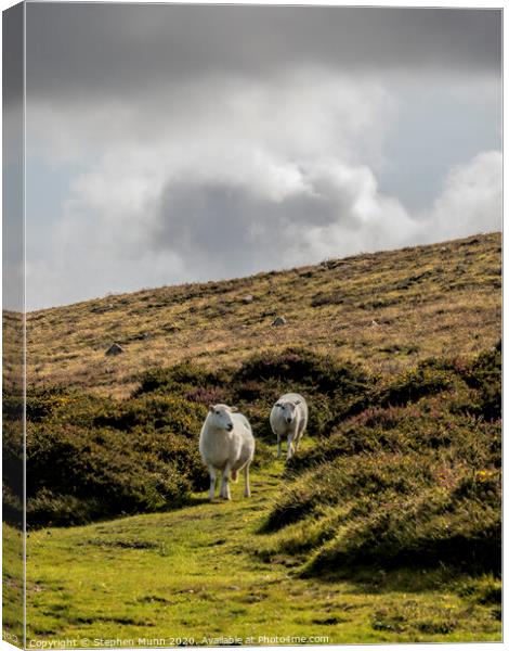 Two Sheep on a hillside, Pembrokeshire, Wales Canvas Print by Stephen Munn