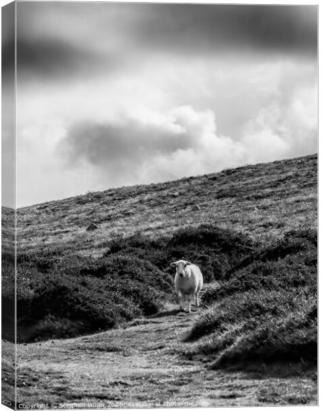 Sheep on a hillside, Pembrokeshire, Wales in black and white Canvas Print by Stephen Munn