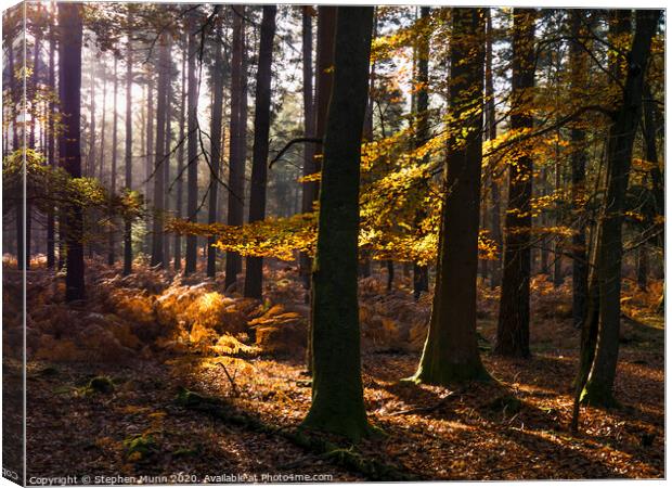 Sunlight into the Autumn New Forest Canvas Print by Stephen Munn