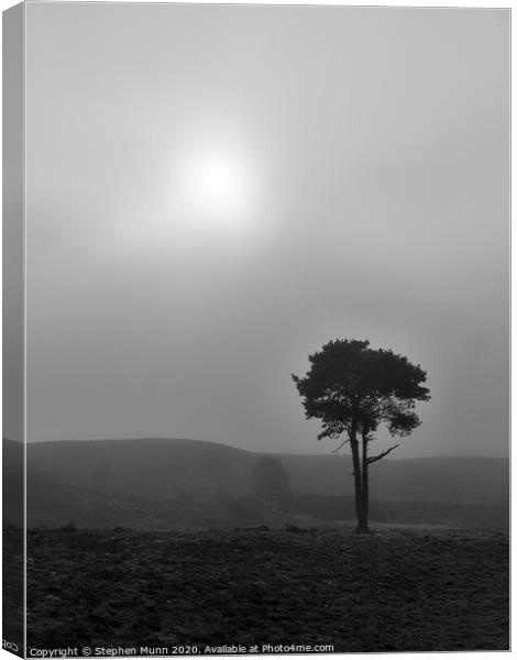 Fog on the forest, New Forest National Park Canvas Print by Stephen Munn
