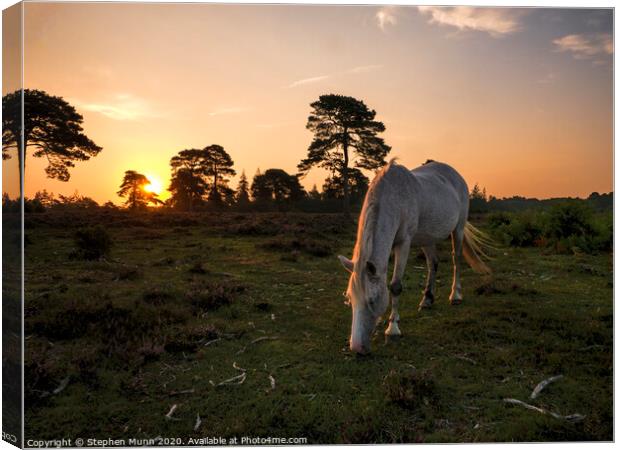 New Forest Pony at Rockford Common at dawn Canvas Print by Stephen Munn