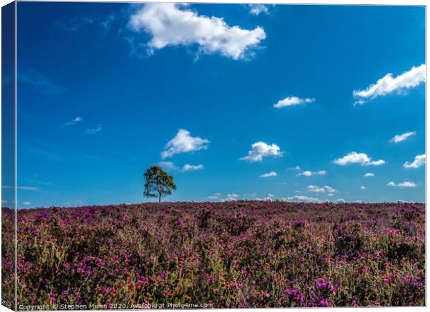 New Forest Heather Canvas Print by Stephen Munn