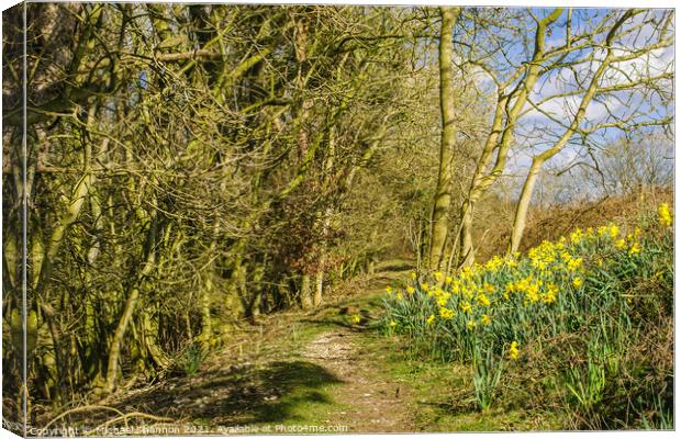 Daffodils in the Woods Canvas Print by Michael Shannon