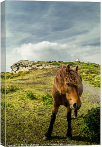 A brown horse / pony standing on top of the cliffs Canvas Print by Michael Shannon